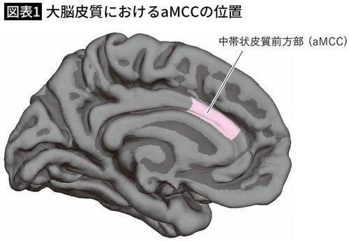【図表1】大脳皮質におけるaMCCの位置