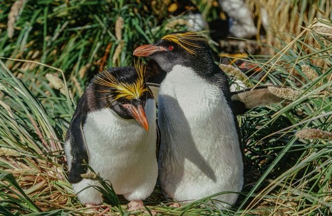 マカロニペンギン