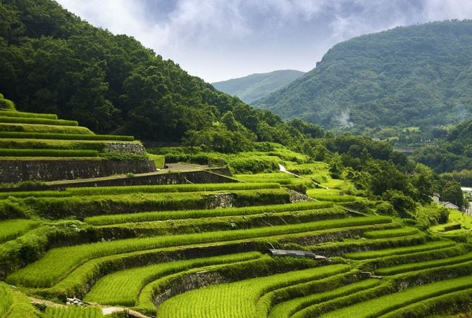 山の傾斜面に広がる段々畑・棚田