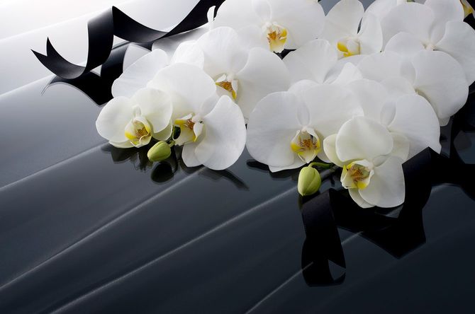 黒いリボンと胡蝶蘭