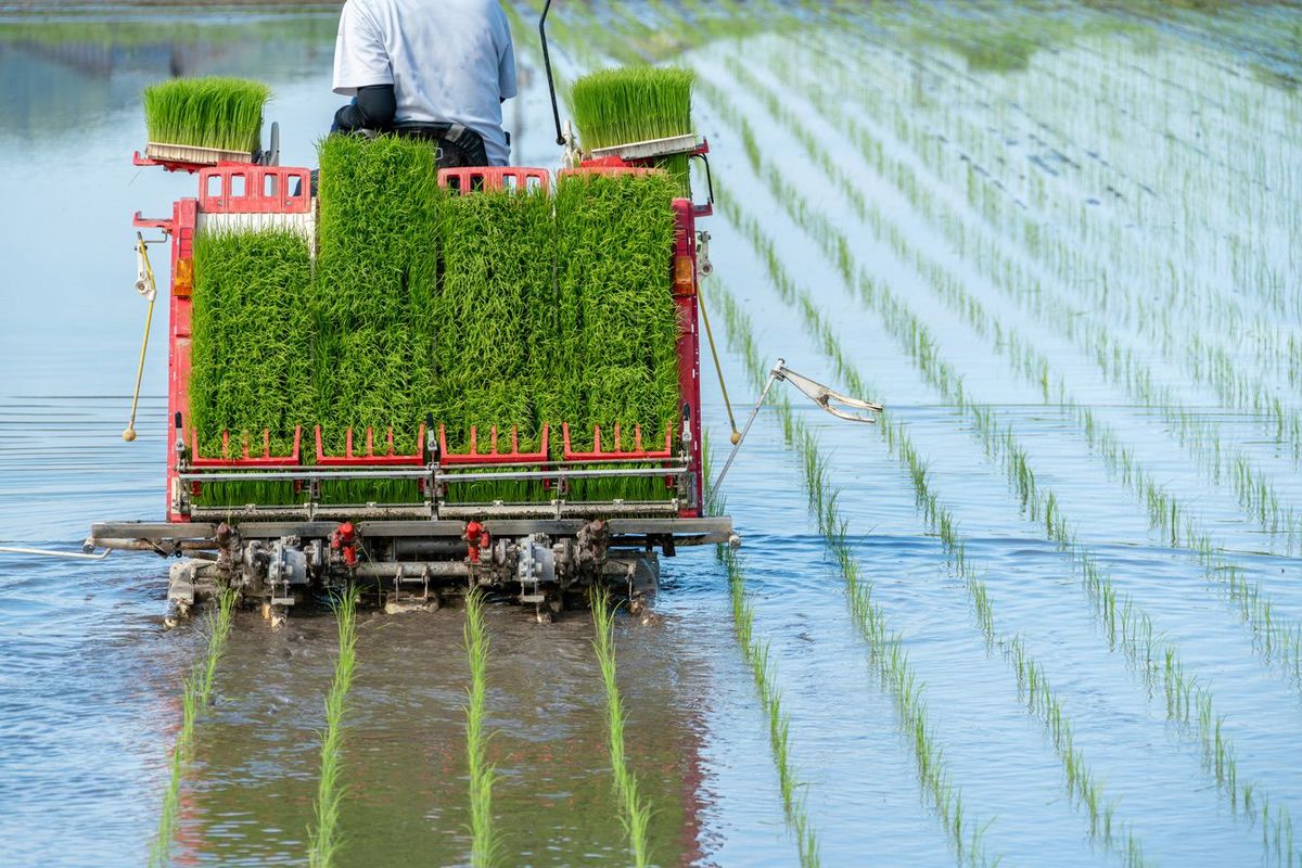 田植え機を利用して田植え中