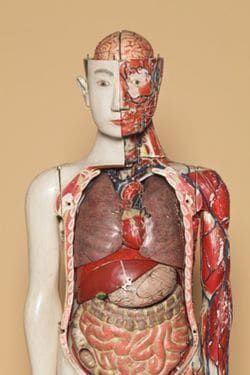 島津が日本で最初に成功させたレントゲン写真