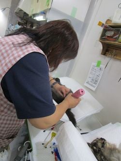 手術前に毛を剃るボランティア