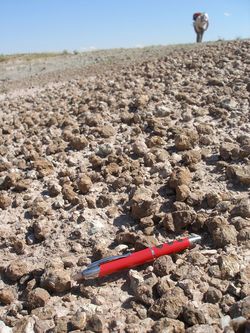 ウンコ化石(コプロライト)が散らばるモンタナ州の化石産地(著者提供)