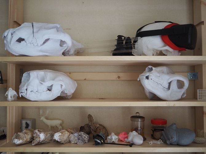 棚に並ぶ骨格標本