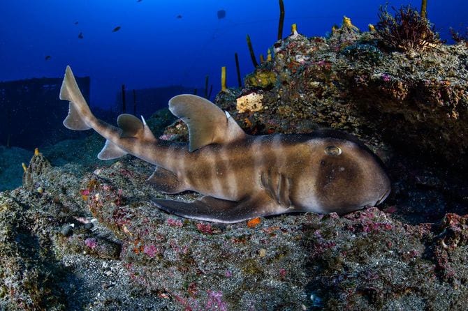 千葉県の水中の岩礁にいるブルヘッドシャーク