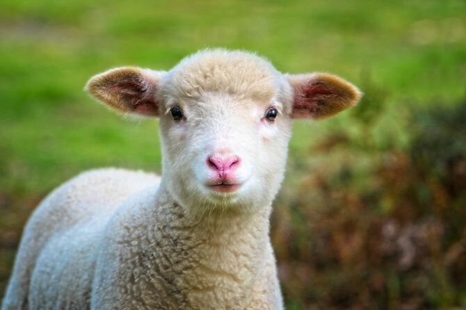 大久保利通が羊の食べ方の普及に努めた