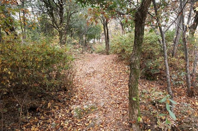 山頂付近は段々の平地が連なる