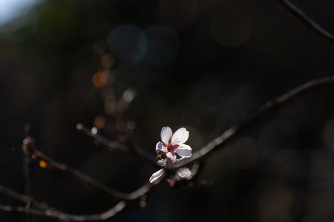 咲き誇る桜の花