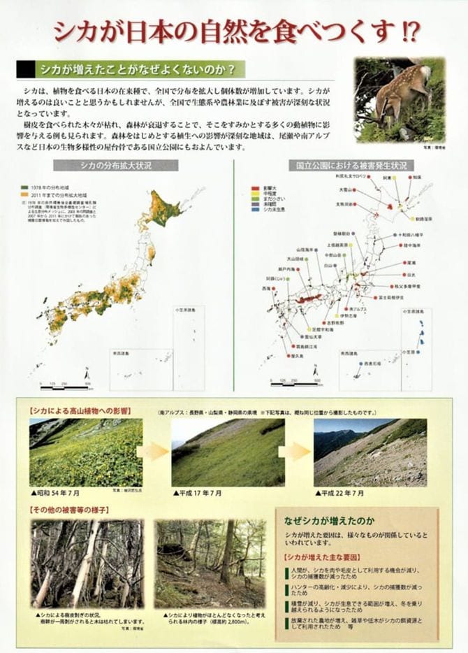 シカが南アルプスの高山植物を食べつくす