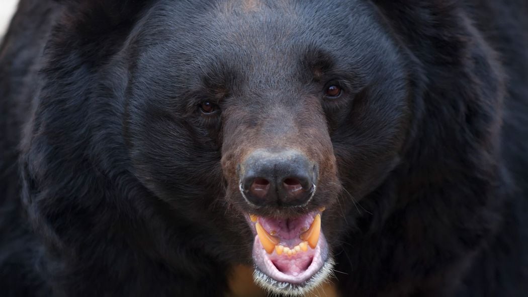 鋭いキバで眼球をえぐり取られても動かなかった…クマの猛攻に対し｢死んだフリ｣を続けた22歳妊婦の顛末