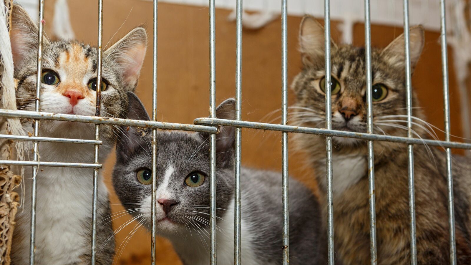 飢えた猫が子猫たちを食い荒らす…数十匹の猫を飼育する｢繁殖部屋｣で目の当たりにした悲惨な光景 猫ブームに乗って金儲けに走る｢悪徳ペット業者｣の 知られざる実態