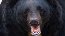 鋭いキバで眼球をえぐり取られても動かなかった…クマの猛攻に対し｢死んだフリ｣を続けた22歳妊婦の顛末