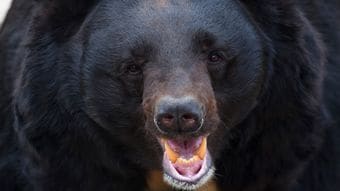 鋭いキバで眼球をえぐり取られても動かなかった…クマの猛攻に対し｢死んだフリ｣を続けた22歳妊婦の顛末