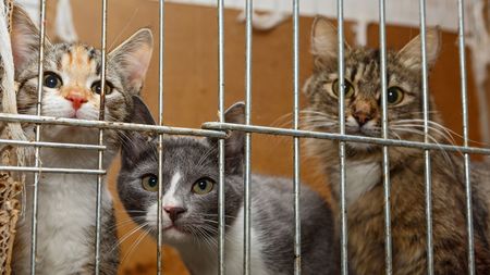 飢えた猫が子猫たちを食い荒らす…数十匹の猫を飼育する｢繁殖部屋｣で目の当たりにした悲惨な光景 猫ブームに乗って金儲けに走る｢悪徳ペット業者｣の  知られざる実態 | PRESIDENT Online（プレジデントオンライン）