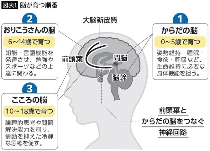【図表1】脳が育つ順番