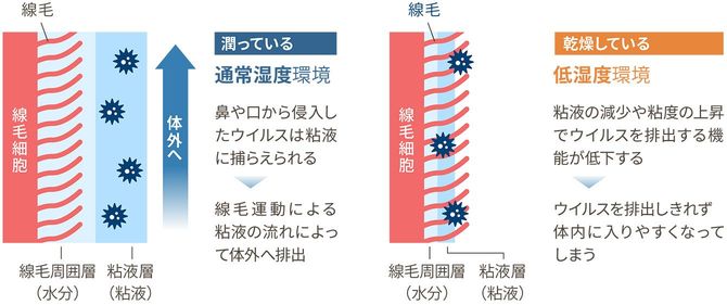 「線毛」の通常湿度環境と低湿度環境の違い