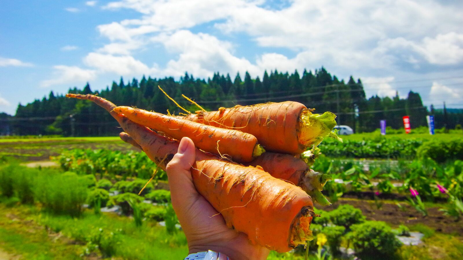 ｢日本のことは大好きだけれど…｣親日の台湾人が福島県産農産物をいまだに敬遠するワケ 日本の農作物やフルーツは｢おいしい｣と評判で大人気