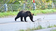 自衛隊派遣はパフォーマンスに過ぎない…過去最悪｢クマ被害｣で考えるべきこと