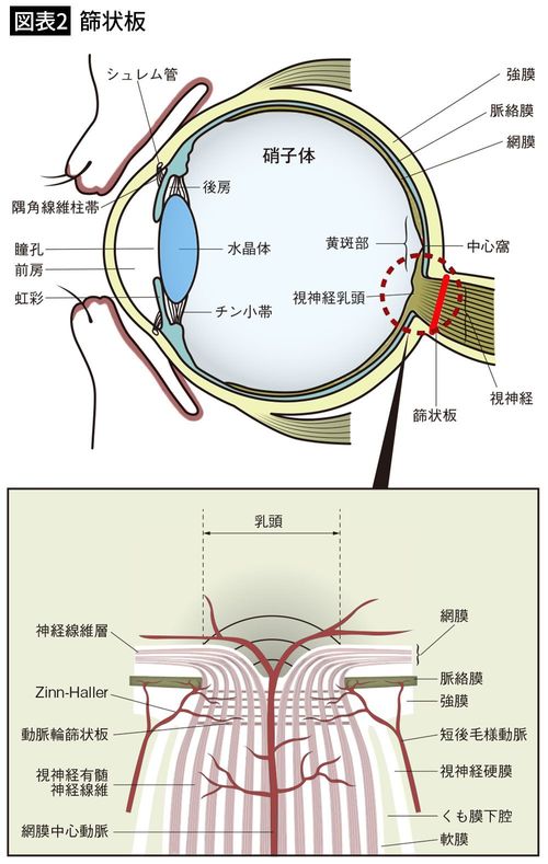 【図表2】篩状板