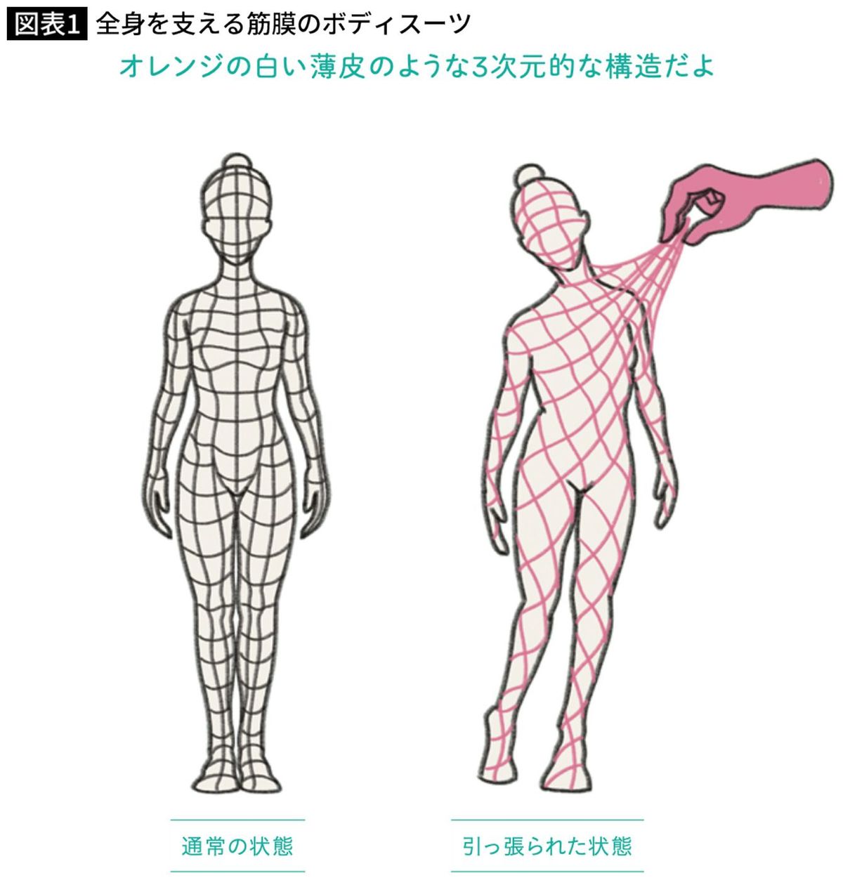 全身を支える筋膜のボディスーツ