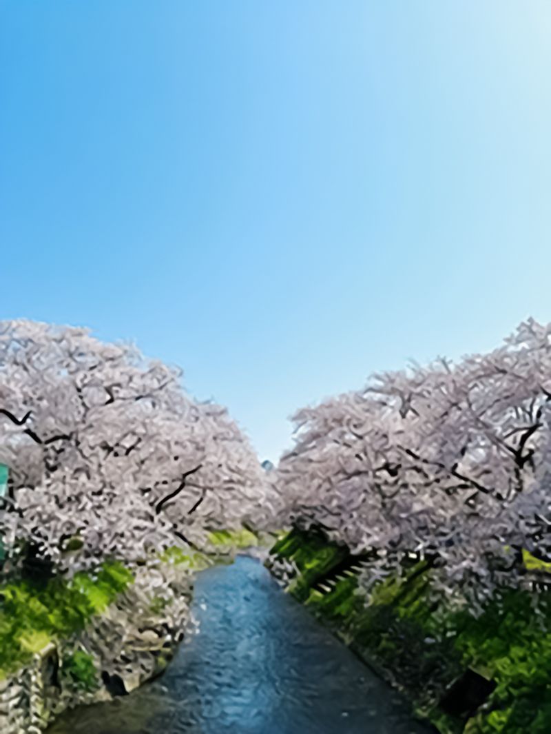 富山市の中心を流れる松川沿いの桜。「県内屈指の桜名所」というが、昨春、筆者は人っ子一人いない映画のワンシーンのような桜吹雪を堪能させてもらった。