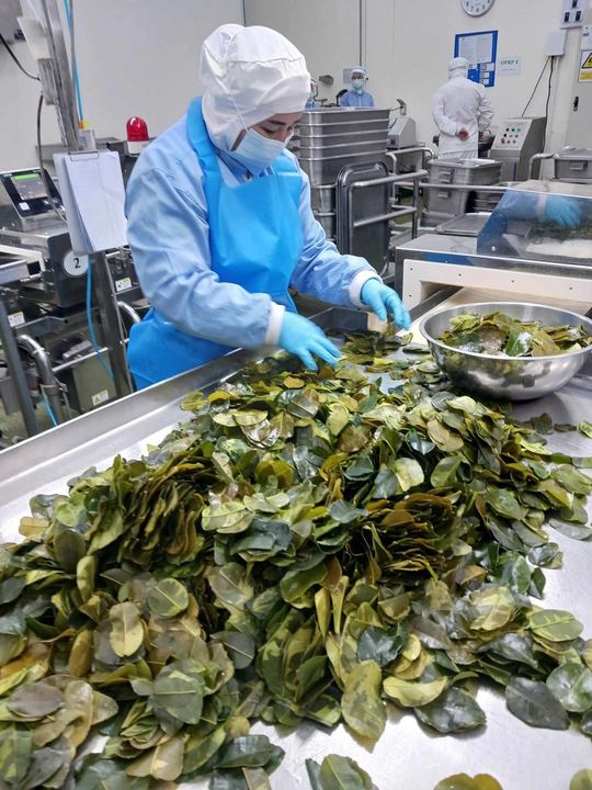 タイカレーに欠かせないハーブ類の一つ、コブミカンの葉。中身は使わず、葉と果皮のみ入れる