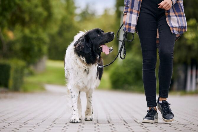 一緒に散歩する飼い主を幸せそうに見つめるチェコの犬