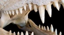 ｢人喰い生物｣と言えば日本はクマ､では世界は…鋭い歯で手足に噛みつき､水中に引きずり込む"最恐"動物