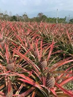 「道法スタイル」による収穫前のパイナップル（写真提＝蔣 閔价）