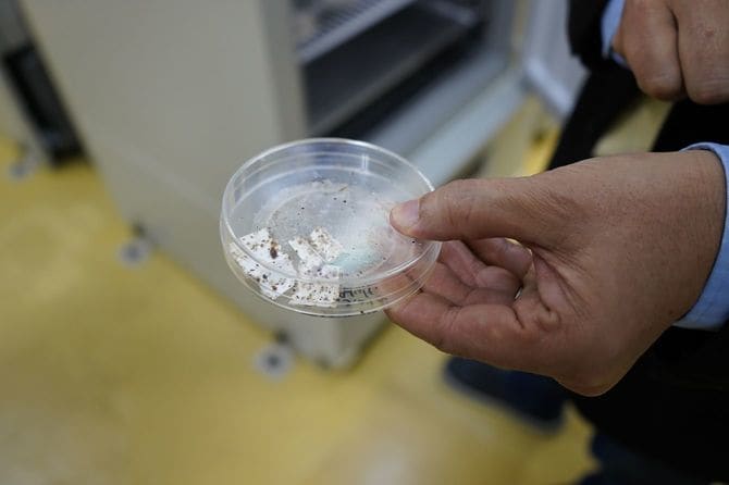 研究所で飼育しているトコジラミ。黒い点のようなものが血糞