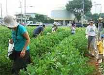 「自産自消」こうすれば農業は改革はできる！