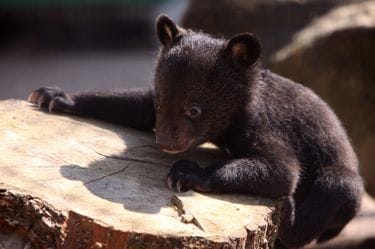 メスに目配せした後､オスは子グマを食べた…ツキノワグマに装着した