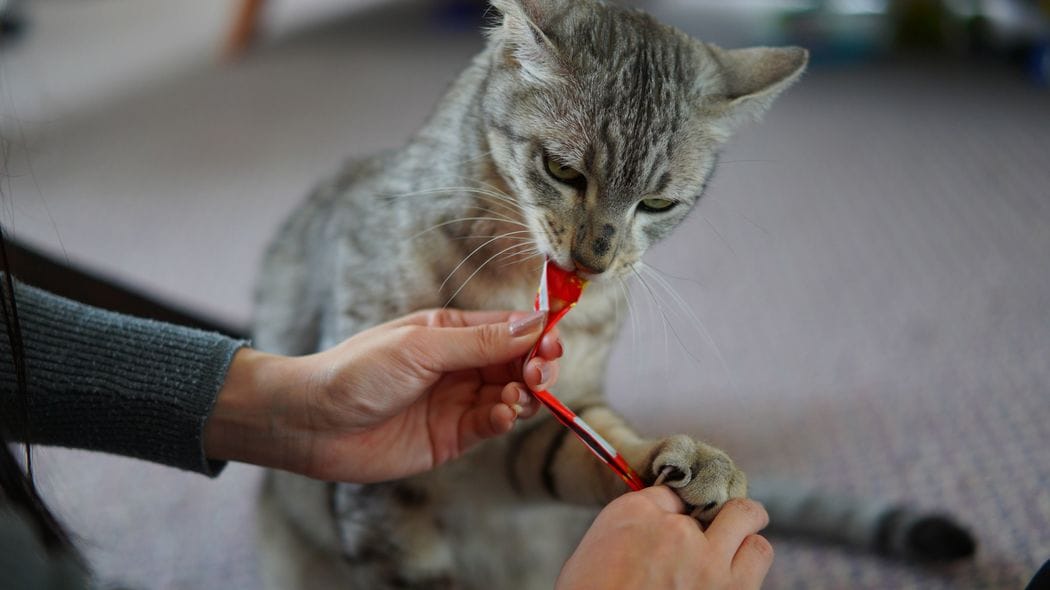 ｢世界の猫を喜ばす｣会社は､なぜ日本中の嫌われ者となったのか…いなば食品の炎上が止まらない根本原因 ｢新入社員をボロ屋に住ませる｣に世間が怒ったワケ