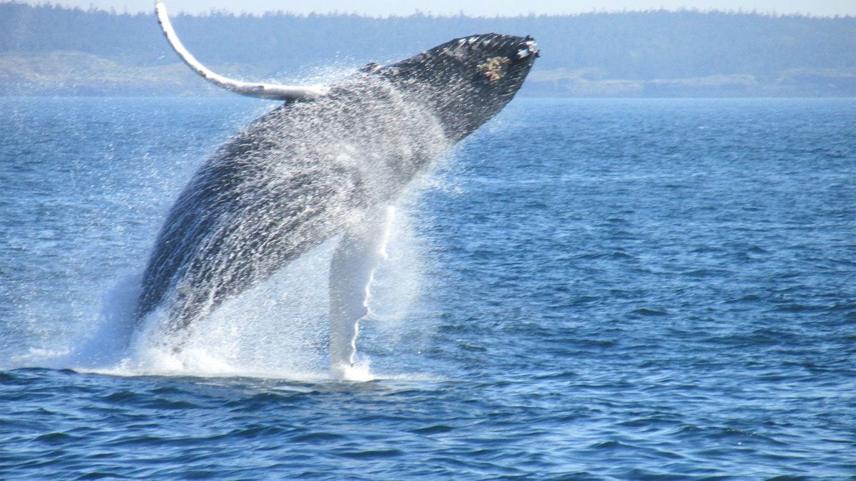 コロナ禍に考えたい なぜクジラは邪魔なフジツボをつけて泳ぐのか 今こそ役に立つ 生態学 の知恵 2ページ目 President Online プレジデントオンライン
