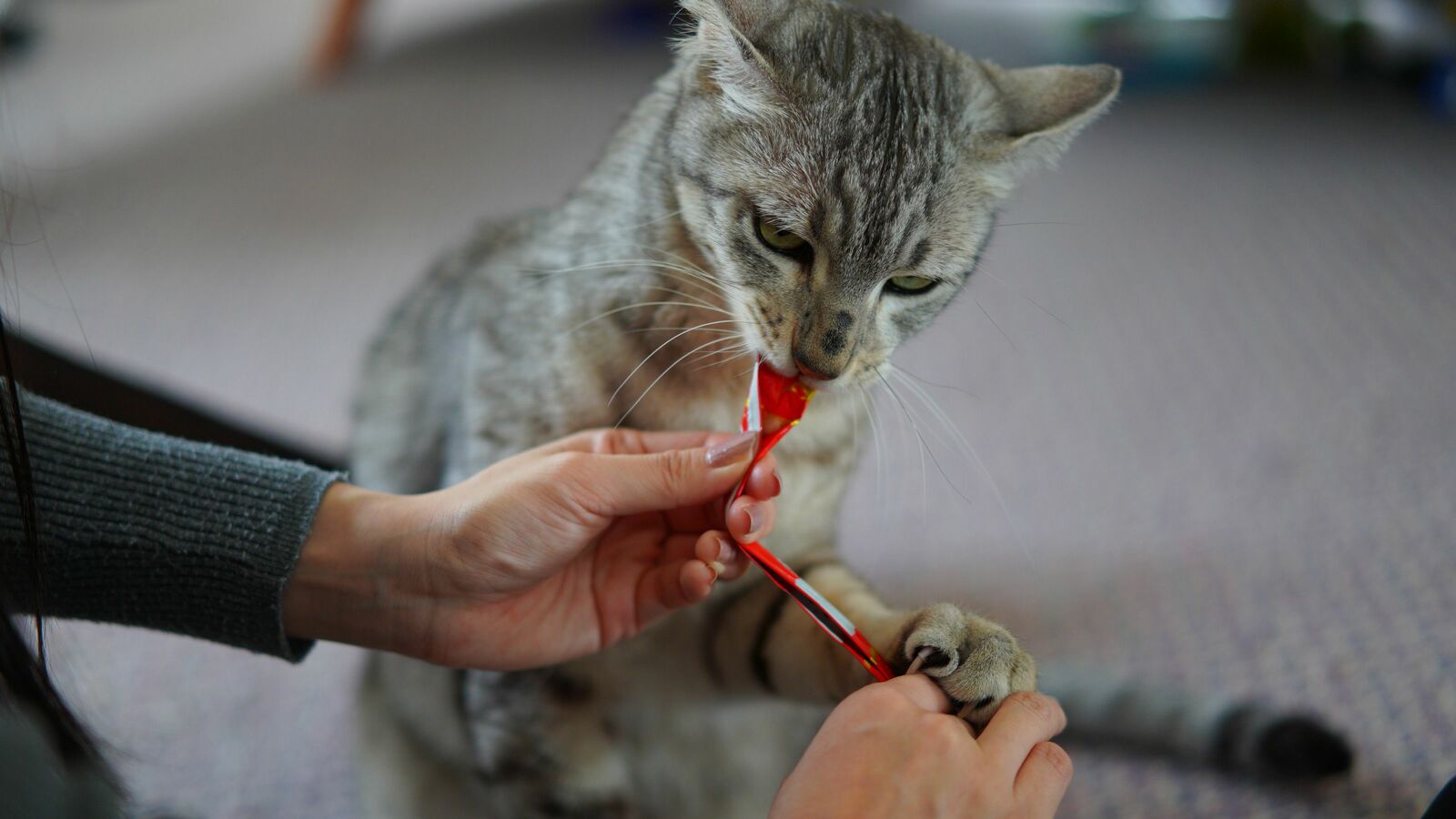 ｢世界の猫を喜ばす｣会社は､なぜ日本中の嫌われ者となったのか…いなば食品の炎上が止まらない根本原因 ｢新入社員をボロ屋に住ませる｣に世間が怒ったワケ