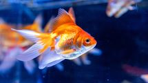 現代人の注意力は"金魚以下"…わずか8秒間しか集中が持たない時代に求められる"一発勝負"の自己紹介