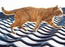 就活で「死んだ猫」を売れる人を採用せよ