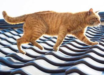就活で「死んだ猫」を売れる人を採用せよ