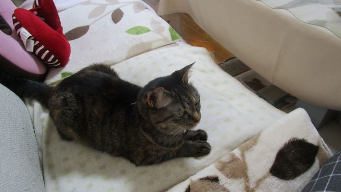 千鶴子さんが生前に飼っていた猫。母親には「私が死んだら引き取ってほしい」と頼んでいた。