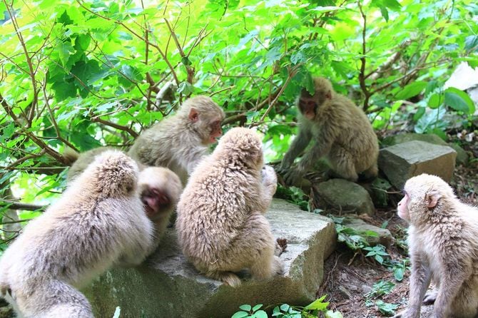 野生の若い日本のサル