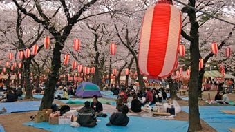 昼酒､徹夜､ゴミの山…なぜ日本人は花見で酒を飲んで乱れるのか?