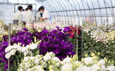 栽培のプロの勘や経験と蓄積してきた遺伝資源を掛け合わせることで世界