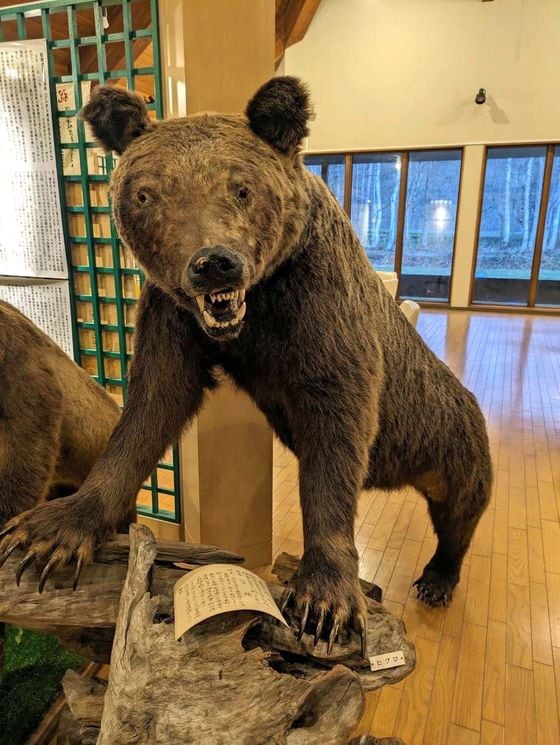 「石狩沼田幌新事件」が起こった沼田町・炭鉱資料館に展示されている、牛を襲ったヒグマのはく製