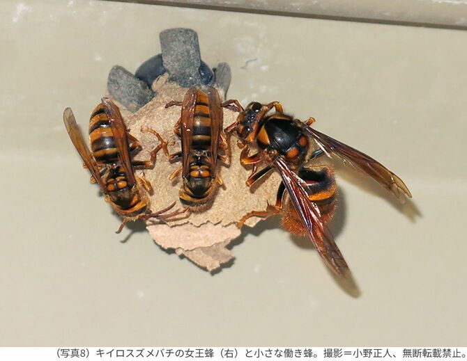 （写真8）キイロスズメバチの女王蜂（右）と小さな働き蜂。撮影＝小野正人、無断転載禁止。