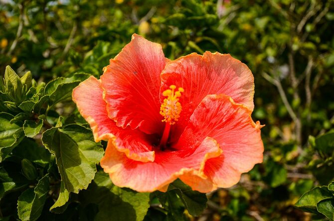 沖縄に咲くハイビスカス