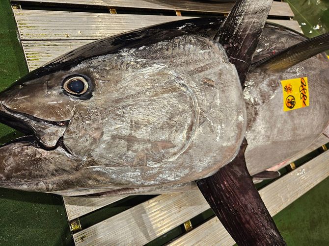 豊洲市場で頭角を現してきた伊豆諸島産の本マグロ