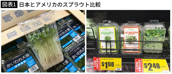【図表1】日本とアメリカのスプラウト比較