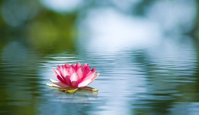 水に浮かんだ蓮の花