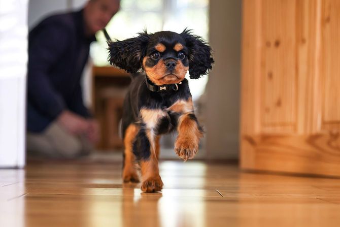 家の中を走る小型犬